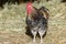 Free-ranging barnyard rooster with colorful plumage, outdoor breeding