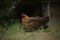 A free ranging brown colored chicken with her peeps or chicks standing in the grass