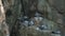 Free Real Wild Rock Doves Roosting on the High Rocky Wall