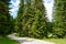 Free Road among Beautiful Forest in the National Park Durmitor,