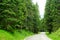 Free Road among Beautiful Forest in the National Park Durmitor, Montenegro