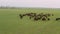Free roaming herd of European Bisons walking in the wilderness. 4k