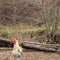 Free rooster in the middle of nature