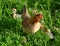 Free running chicken family on a farm