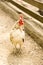 Free running and crowing rooster on a farm. Organic farming concept