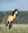 Free running lusitano horse