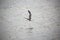 free seagull flies over the water of the sea