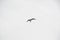 Free soaring. Gull in flight. Gull soaring in sky. Sea gull on cloudy background. Seabird flying high. Flying grey seagull