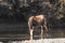 Free Spirit, Wild horses of the Salt river, Arizona