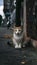 Free spirited cats roam streets independently, embodying urban resilience