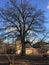 Free-standing tree, type of tree-oak, winter,