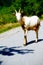 Free summer goat walking on mountain road in suny day.