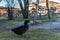 Free walking black duck in rural yard