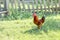 Free-walking rooster in grass with fence