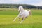 Free white horse in summer field