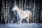 Free white horse on winter background