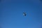 Free wild black and white stork in flight against the background of the springtime cloudless blue sky