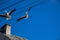 Free wild black and white stork in flight against the background of the springtime cloudless blue sky