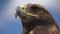 Free Wild Golden Eagle Bird Head