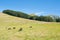 Free wild horses grazing on extended grass field