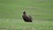 A Free Wild Vulture in Green Meadow