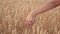 Free young woman traveler walks along a grain field and touches ripe ears of wheat with her hand. Agricultural business