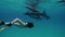 A freediver girl with dolphins in the sea. Smart and beautiful cetaceans swim in their underwater home. Clear water of
