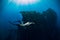 Freediver girl in pink swimwear with fins swimming underwater at wreck ship. Freediving in ocean