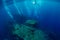 Freediver glides underwater at shipwreck in Tulamben, Bali. Freediving in sea