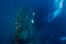 Freediver man swim near USS Liberty Wreck in Bali