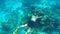 Freediver Man Swimming Underwater with Fins. Snorkeling Guy HD GoPro Slow Motion. Andaman, Thailand.