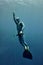 Freediver raises from the depth by rope