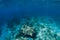 Freediver in wetsuit dive underwater in the ocean
