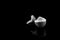 Freedom, Conceptual, Eggshell on black background, counting time to be free,