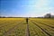 Freedom girl with open wide arms in dutch landscape flowerfield narcisses