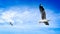 Freedom Life - Seagulls Flying in Blue Cloudy Sky