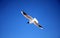 Freedom sea gull