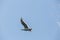 Freedom seagull flying in the blue sky over the sea