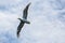 Freedom seagull flying in the blue sky over the sea