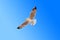 Freedom seagull flying on gradient blue sky background