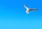 Freedom seagull flying on gradient blue sky background with copy space