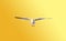 Freedom seagull flying on gradient orange - yellow background