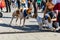 Freedom square in Wroclaw and city streets full of small and big dogs at Wroclaw Dogs Parade Hau