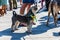 Freedom square in Wroclaw and city streets full of small and big dogs at Wroclaw Dogs Parade Hau