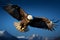Freedoms symbol majestic eagle soars in a clear blue sky