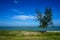 Freeform stand alone pine tree on seaside sand beach with green groundcover plant, sea wave, bright blue sky horizon and abstract