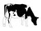 Freehand Clip Art of Holstein Cow