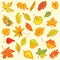 Freehand drawing autumn leaves items on a sheet of exercise book