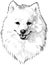 Freehand drawing of portrait fluffy white purebred cute spitz dog