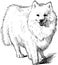 Freehand drawing of standing fluffy white purebred cute spitz dog